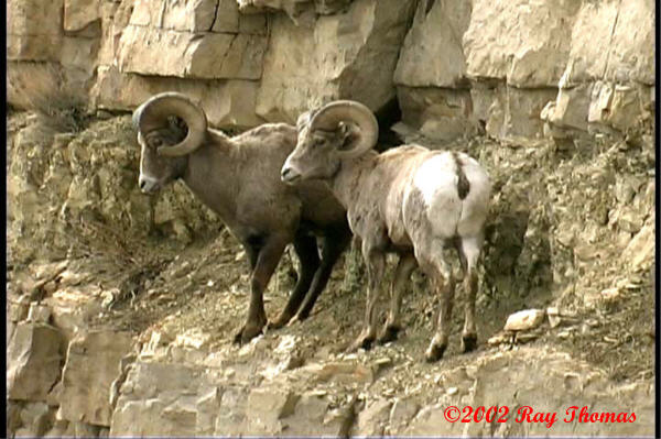 ysheep01.jpg